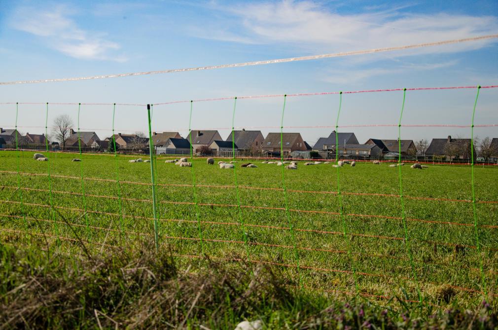 Als er een functionele en wolfwerende afsluiting is en de wolf doodt of verwondt toch twee- tot driemaal dieren  binnen een periode van één jaar, dan wordt deze wolf een probleemwolf.
