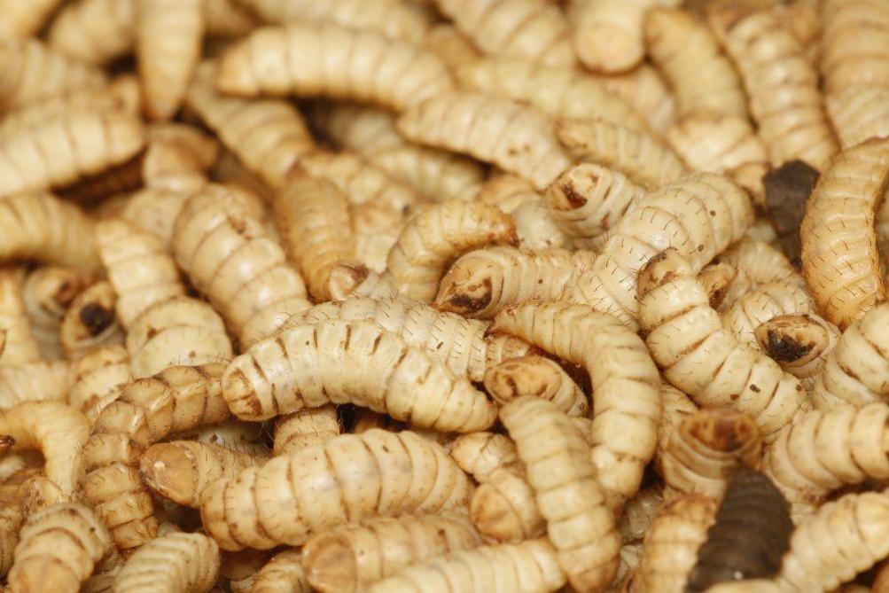 Meelwormen stoten volgens de eerste resultaten van de Emit 2.0 nauwelijks stikstof uit.