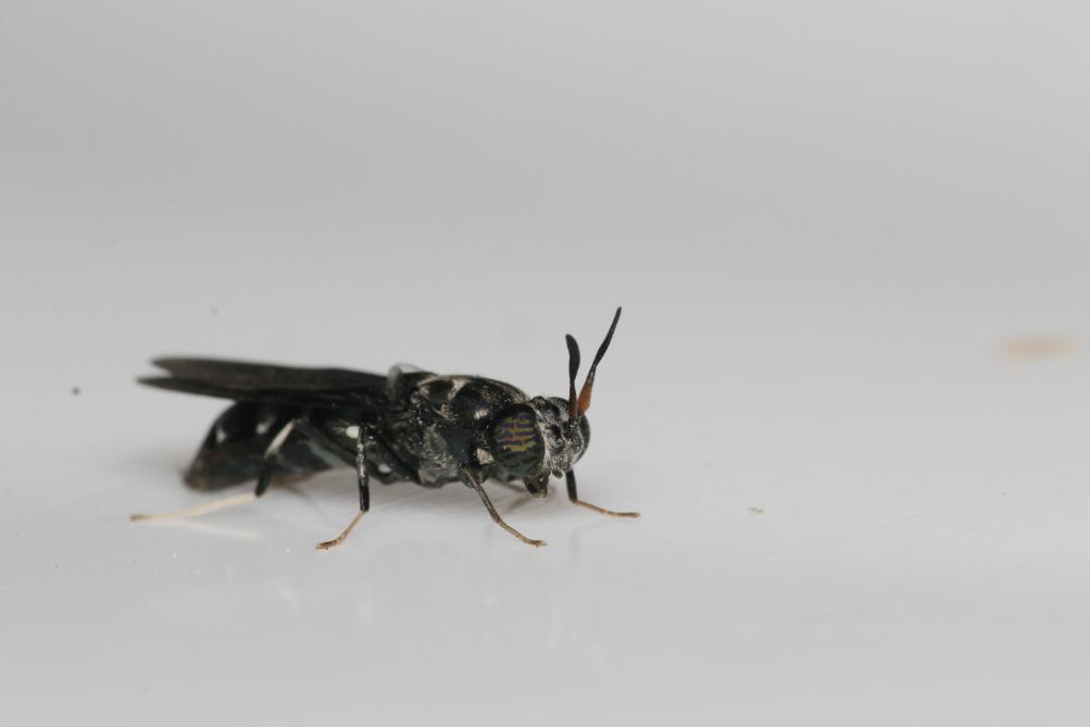 De zwarte soldatenvlieg stoot wel duidelijk ammoniak uit tijdens de opkweek.