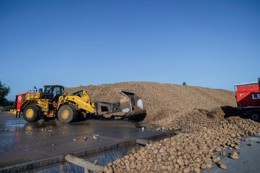 We moeten het overaanbod aan suiker op de Europese markt in toom houden en daarom streven we er ook naar  om de productie licht te laten dalen.