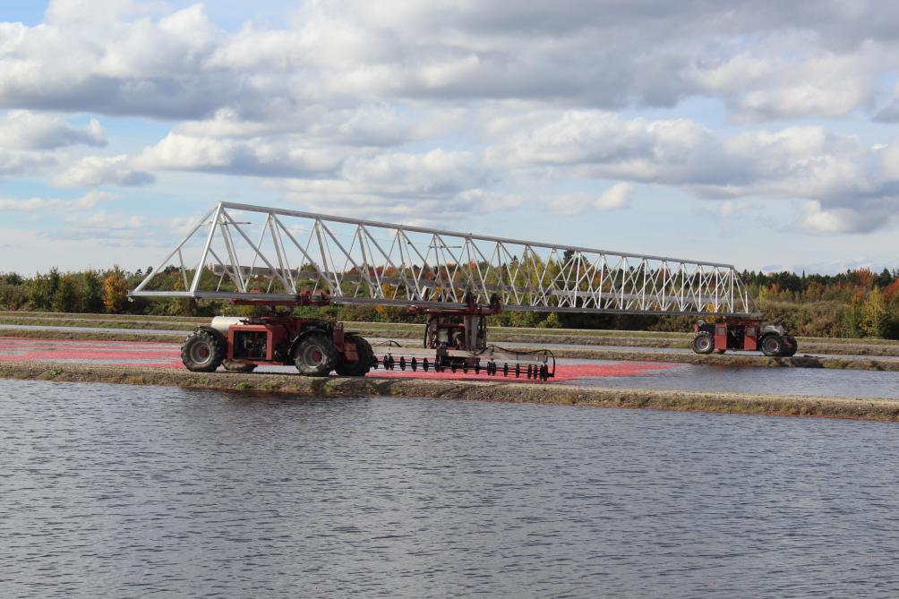 De vruchten worden van de planten losgemaakt met behulp van een rooimachine die aan de voorkant van een tractor is bevestigd of, zoals hier, opgehangen aan een rail.