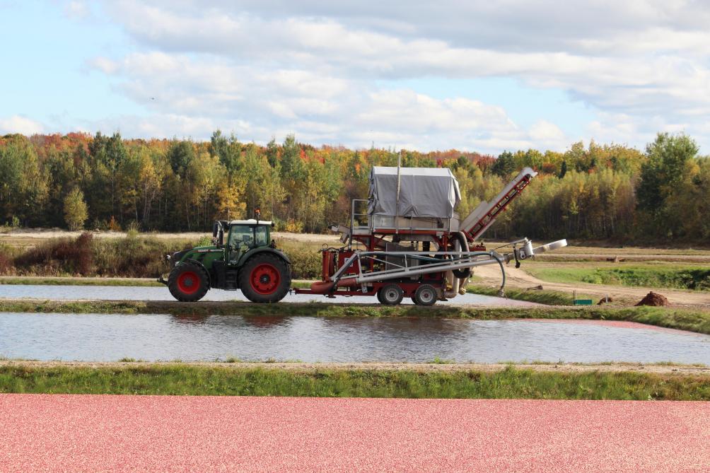 Na de oogst worden de vruchten in een hoek verzameld. Vervolgens worden ze  opgezogen en overgeladen naar een bak waarin men de bessen naar de fabriek brengt voor verdere verwerking of verpakking.