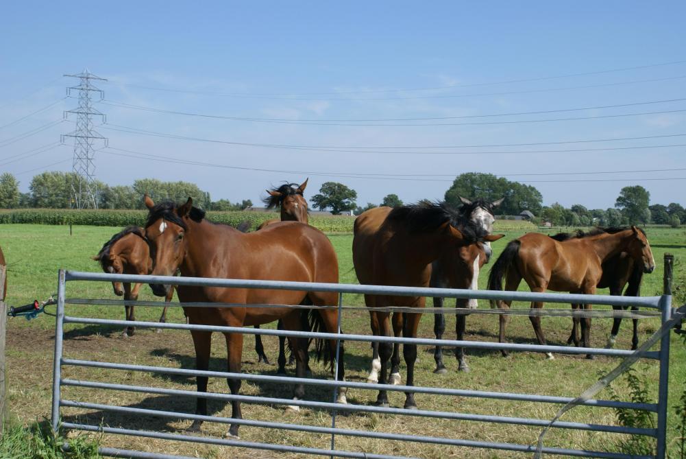Bijna 80% van de paarden is angstig of erg angstig tijdens het vuurwerk.