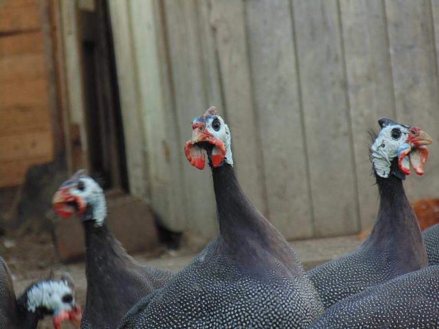 Bird Flu Returns to France, Prompting Poultry Culls