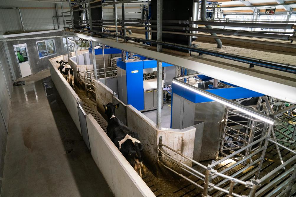 Batch melken houdt in dat je met robots melkt, maar dat de koeien niet vrijwillig, maar op vaste momenten en in groep naar de robots gedreven worden.
