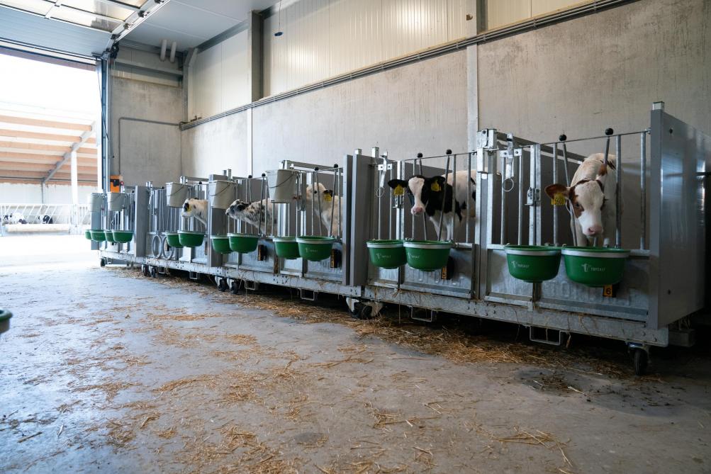 Met de restwarmte van de koelinstallatie in de nieuwe stal wordt de vloer van de kalverstal verwarmd.