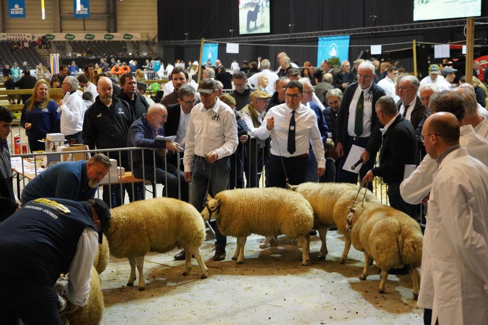 De schapensector werd fel getroffen door blauwtong. Toch zullen ook nu topdieren aantreden in de ring.