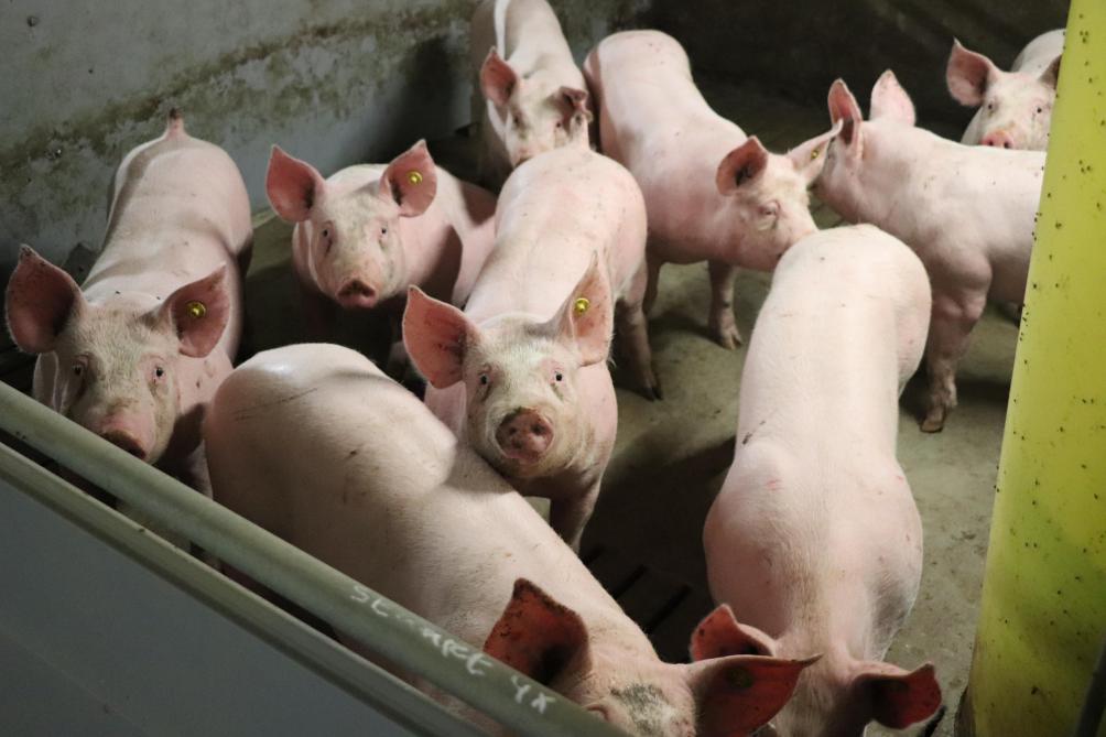 De mest en urine van de varkens valt bij het TCF-systeem door de roosters in de mestput in het water, net als bij een plonstoilet in de humane sector. Daardoor heb je al veel minder emissies.