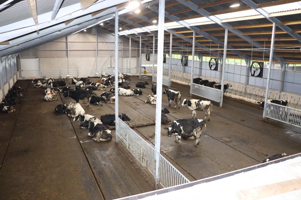Het melkvee kan overal in de stal gaan liggen. De traditionele voergang (rechts) is wel gebleven.