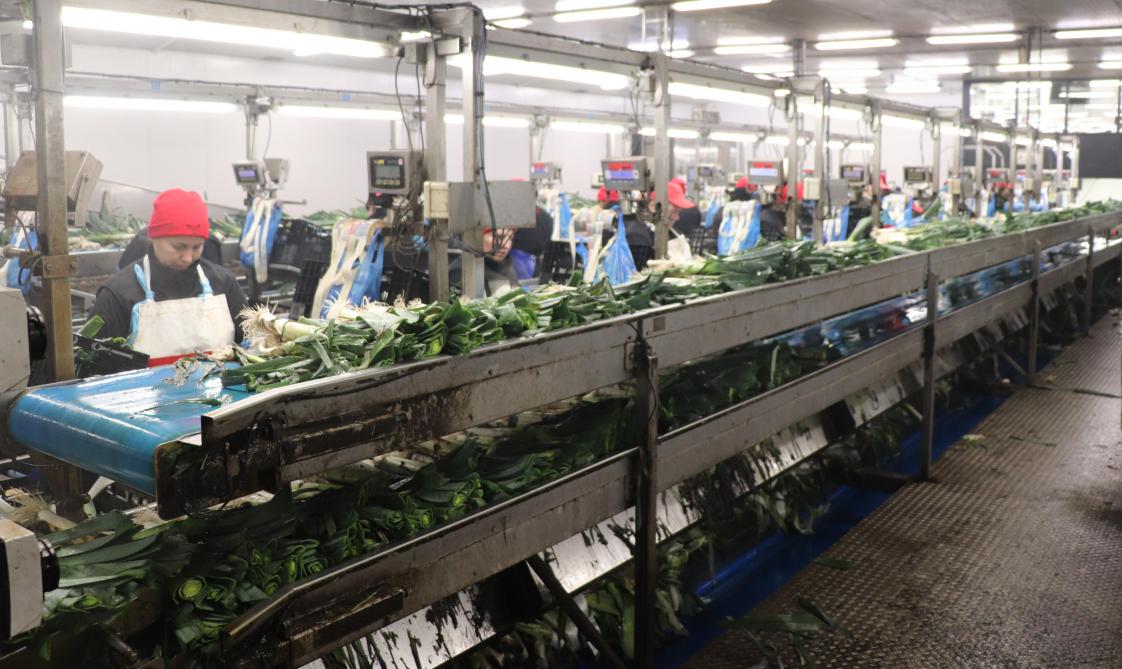 Naast de 14 miljoen kg prei die geproduceerd wordt, blijft ongeveer nog zo’n 7 miljoen kg bladafval en wortelpruikjes over. De preiteler zoekt naar mogelijkheden om deze reststroom een betere bestemming te geven.