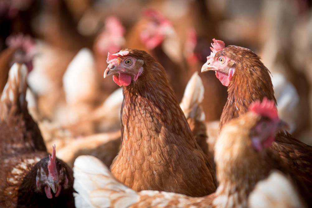 Vogelgriep vastgesteld in Friesland