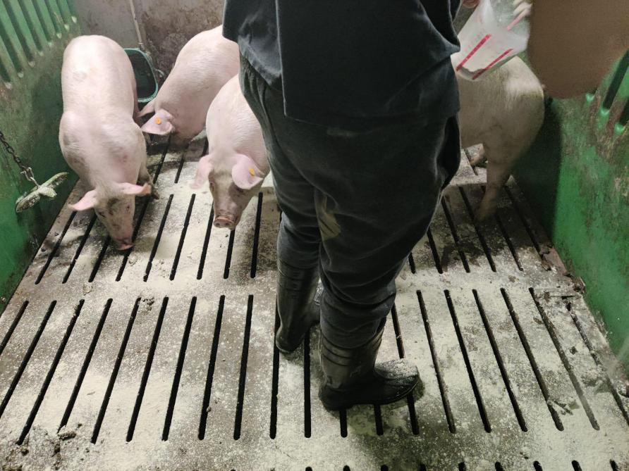 Zeolieten strooien over een roosterbetonvloer in vleesvarkensstallen had net zoals in de jongveestal een ammoniakemissiereducerend effect, maar verhoogde wel de methaanuitstoot.