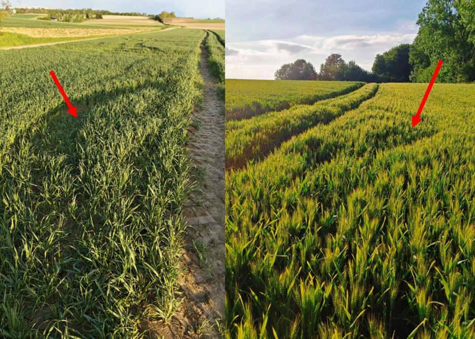 Toestand van de tarwe waar een drijfmestinjecteur draaide op 22/04/2024 (links) en 5/05/2024 (rechts) in Herent.