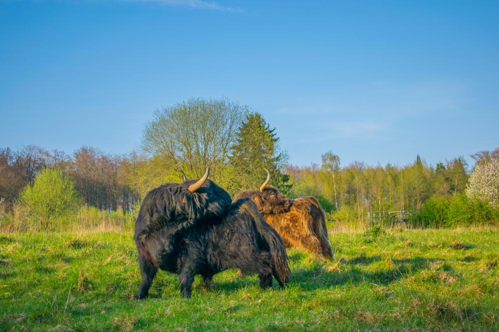 In het Zoniënwoud lopen 6 Schotse Highland-runderen als natuurbeheer.