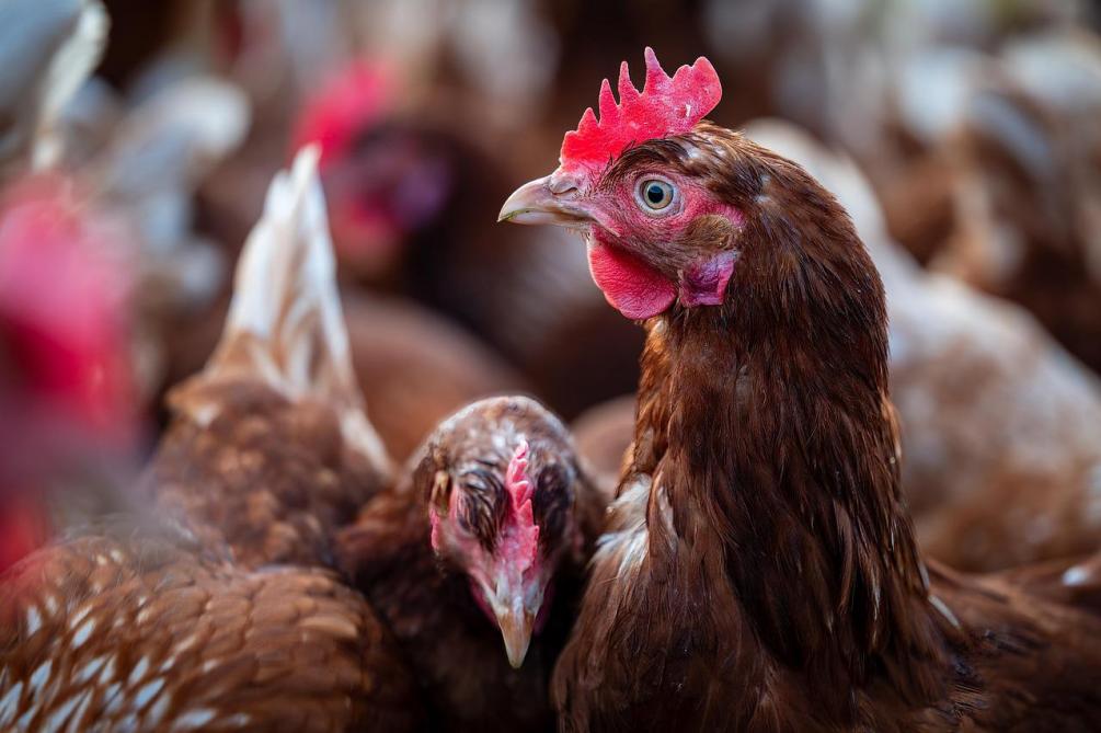 Besmetting met vogelgriep op pluimveebedrijf in Sint-Gillis-Waas