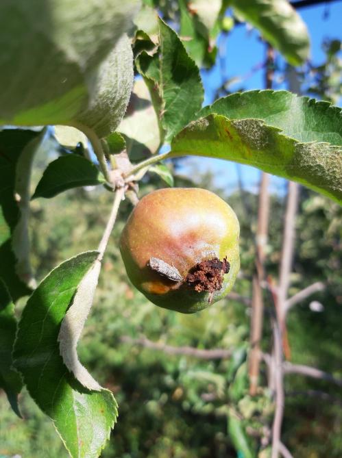 Insecten kunnen ook schade aan appels veroorzaken.