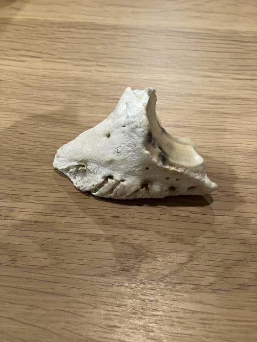 Op de klauwbeenderen van CC-klauwen zien we botgroei op het bot grenzend aan de lamellen. De tip van het  bot is korter.
