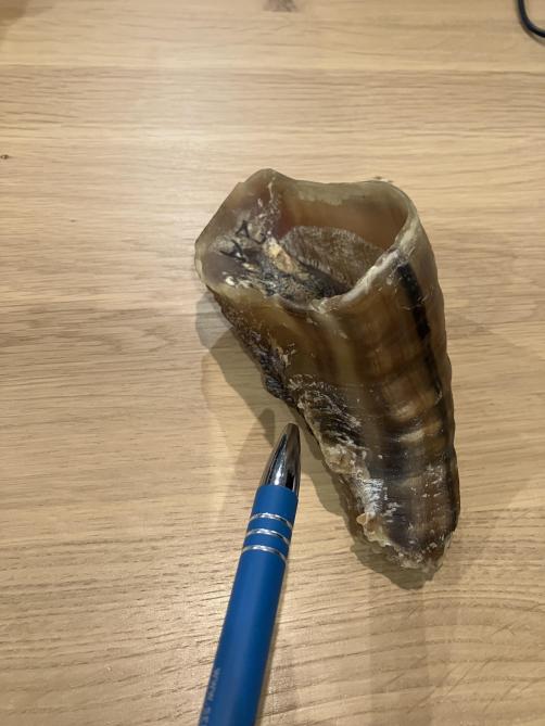 De wanddikte van de axiale wandhoorn neemt toe  met toenemende ernst.