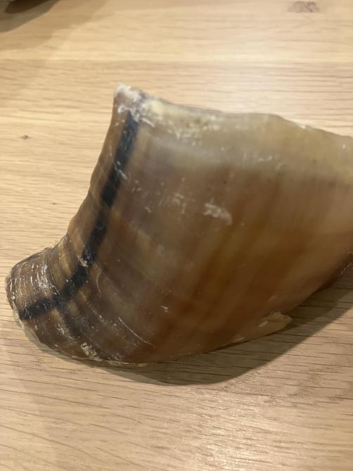 Aan de abaxiale zijde (buitenkant) is de klauwwand getorst. De koe loopt als het ware op de klauwwand  ipv de zoolhoorn.
