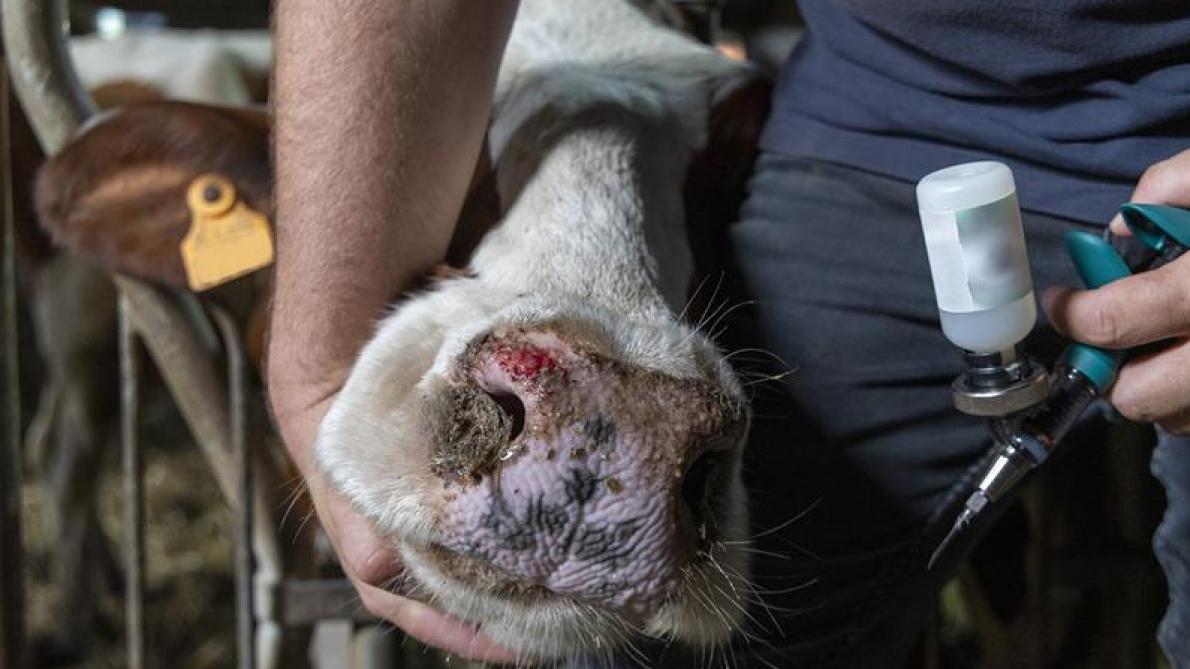 Federale overheid betaalt eerste schijf voor blauwtongvaccinatie