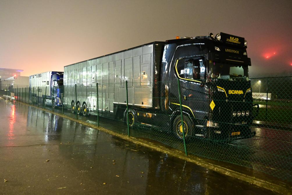 De vrachtwagens zijn toegekomen op de luchthavens van Luik. Ze komen uit Denemarken en vervoeren Holstein-koeien die naar Qatar gaan.