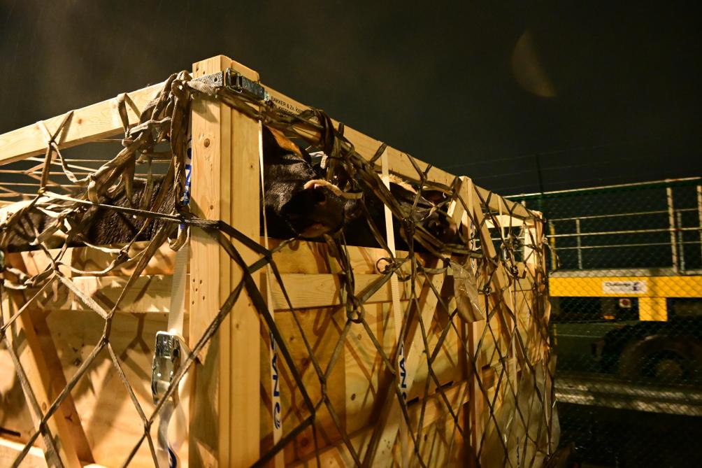 Een net houdt het geheel op zijn plaats en beschermt de runderen, die per 5 staan in elke krat.