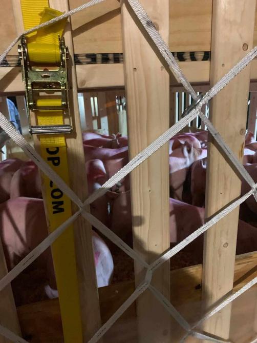 De koeien gaan naar het Midden-Oosten, maar de varkens gaan naar Azië.