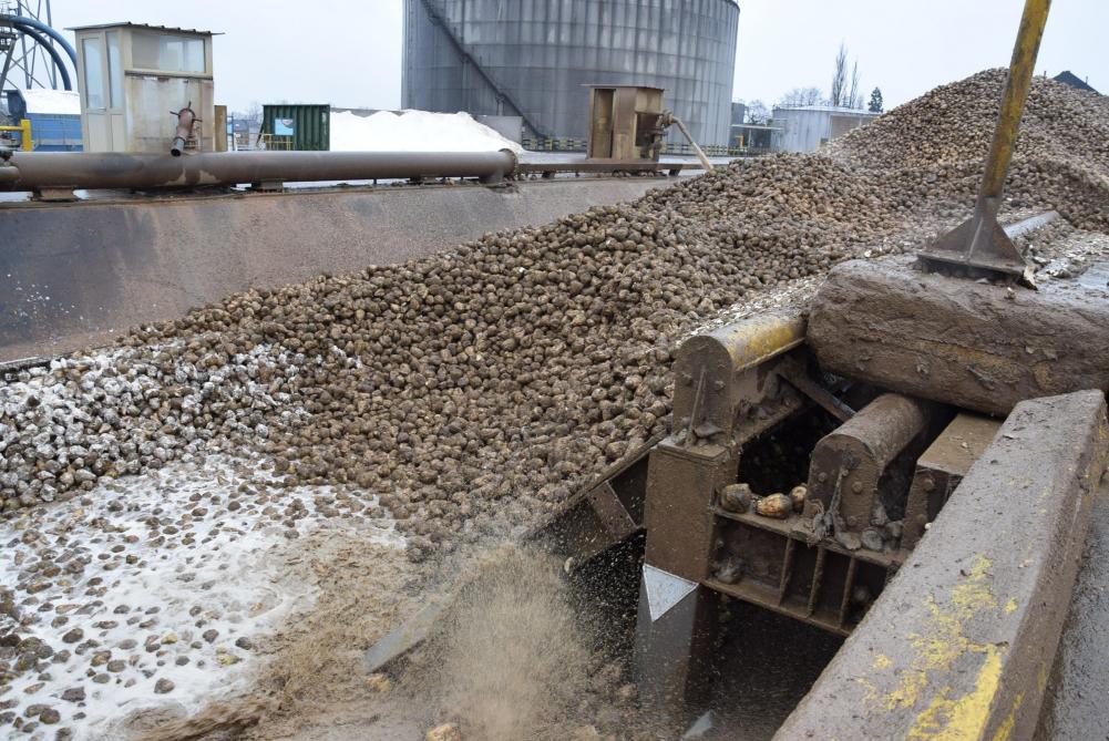 In Tienen worden de bieten in een bietengoot gestort, waar ze met een waterjet naar de verwerking worden gestuwd.