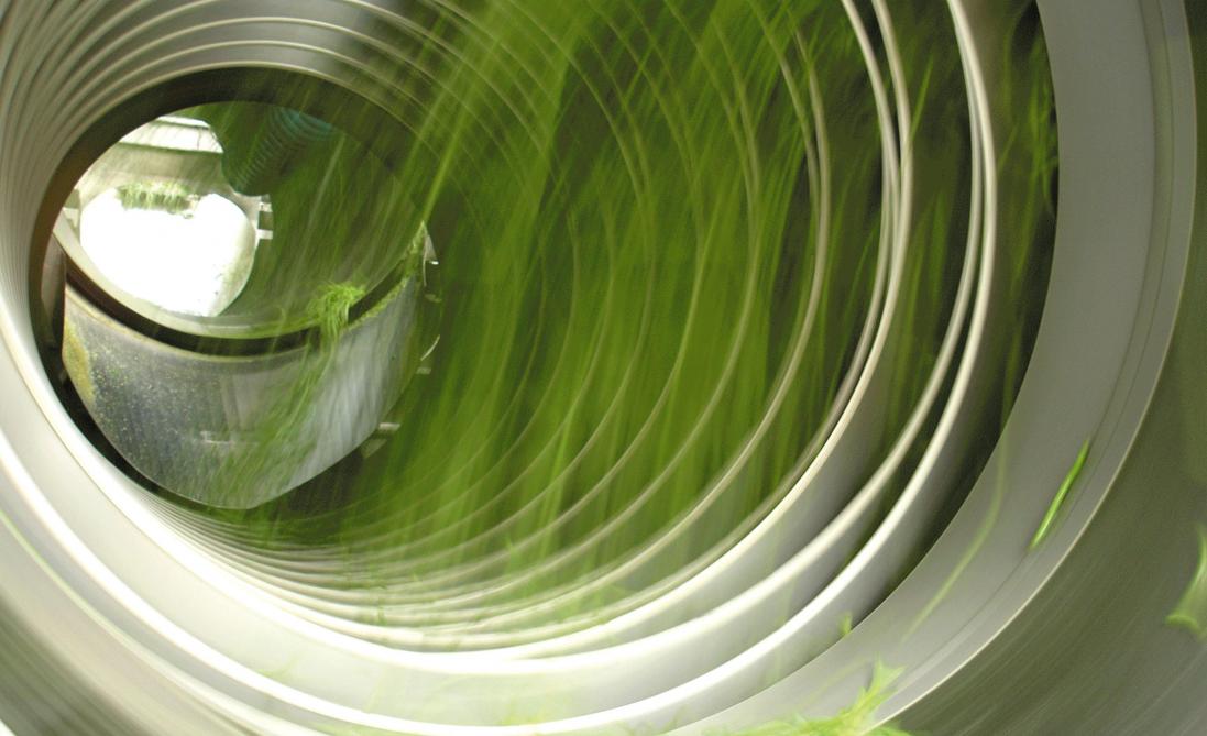Aangeleverde prinsessenbonen worden bij Ardo gewassen en gesneden.