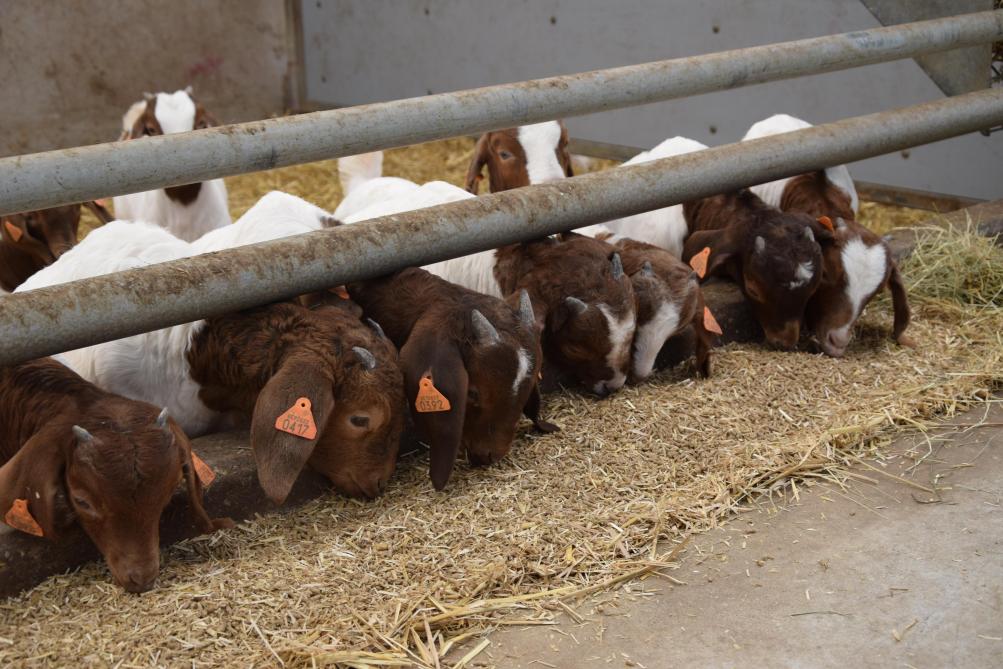 Ann noemt de Afrikaanse Boergeit een enorm zachtaardig ras. Perfect voor een zorgboerderij dus.