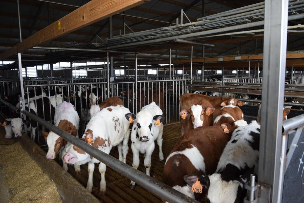 De vleeskalverhouderij vormt de economische basis van het landbouwbedrijf van Ann.