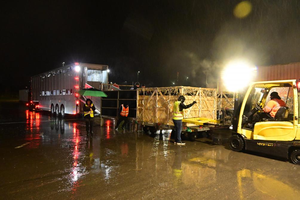Het lossen begint. De koeien stappen uit de vrachtwagen via het losplatform en stappen in de kooien. Deze worden vastgehouden met een Clark, zodat ze niet zouden bewegen.