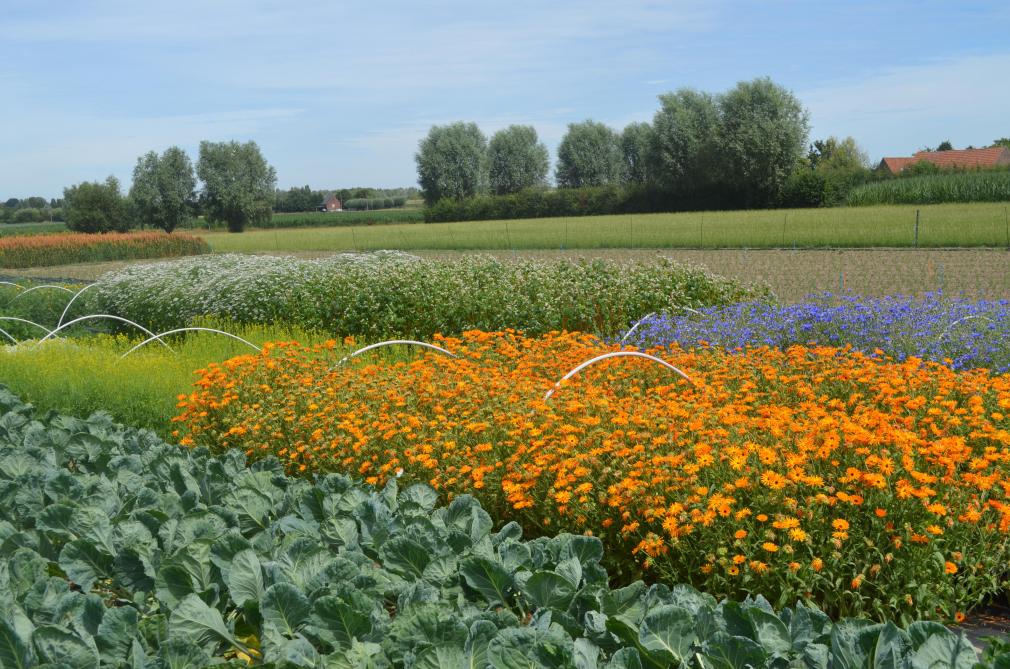 Om natuurlijke vijanden te kunnen aantrekken via bankerplanten, moeten die een bijna continue bloeiperiode hebben.