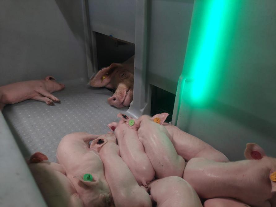 Werken in een vrijloopkraamhok ervaren zeugenhouders Marleen en Nancy als zeer aangenaam.