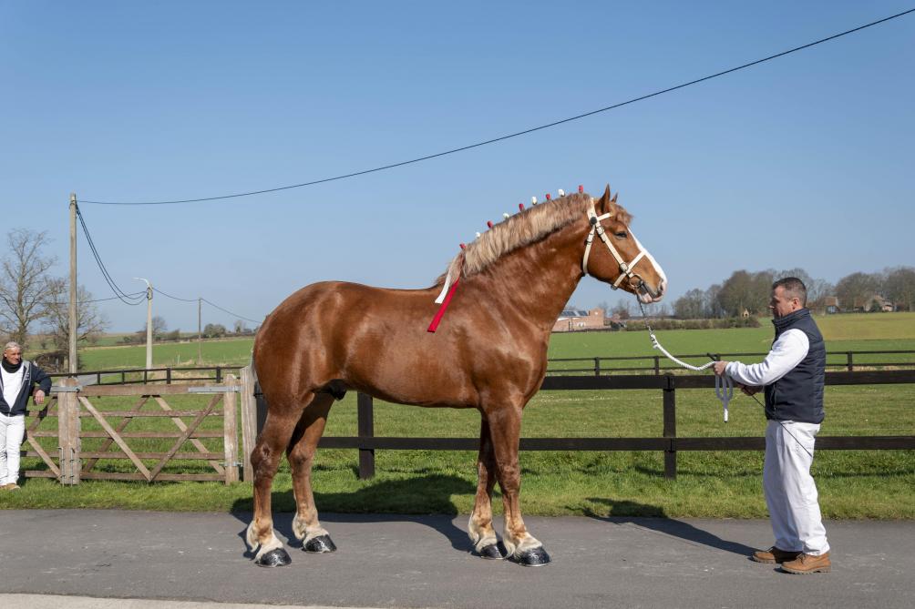 Willow Creek Elroy werd door de jury uitgeroepen tot reservekampioen 2025 Vlaams paard.