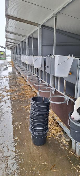 Tegenwoordig worden kalveren met grotere hoeveelheden melk of zelfs ad libitum gevoerd.