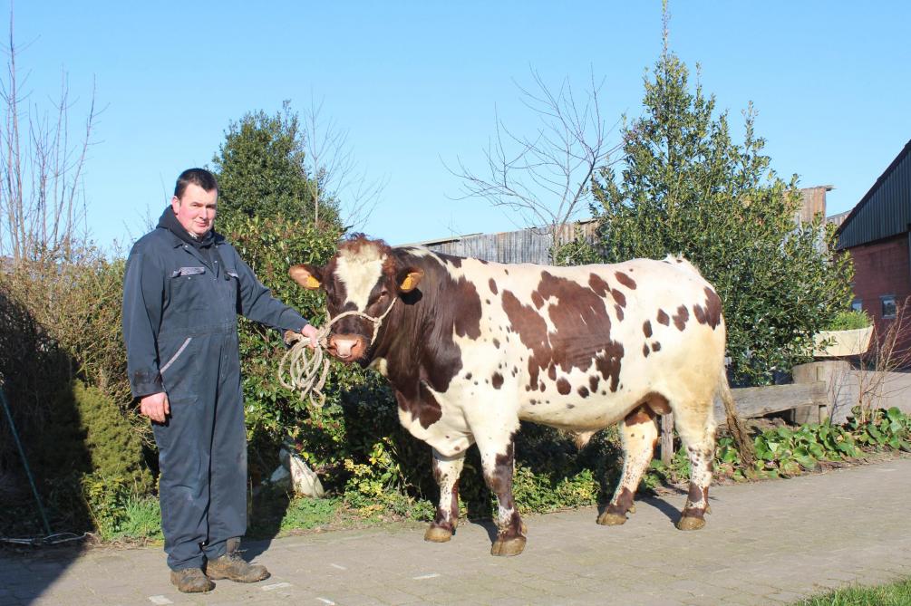 Bart toont Tamboer, een prachtige stier met alle typische kenmerken van het ras en met een donkerrode tekening op de huid.