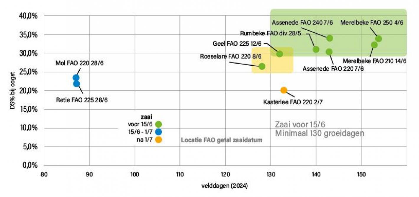 Figuur 1: Overzicht van laat (na eind mei) gezaaide rassen, verzameld in de proefveldwerking maïs 2024.