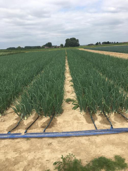 Druppelirrigatie kan je optimaal combineren met fertigatie (hier in uien), waarbij voedingsstoffen direct beschikbaar zijn voor de planten.
