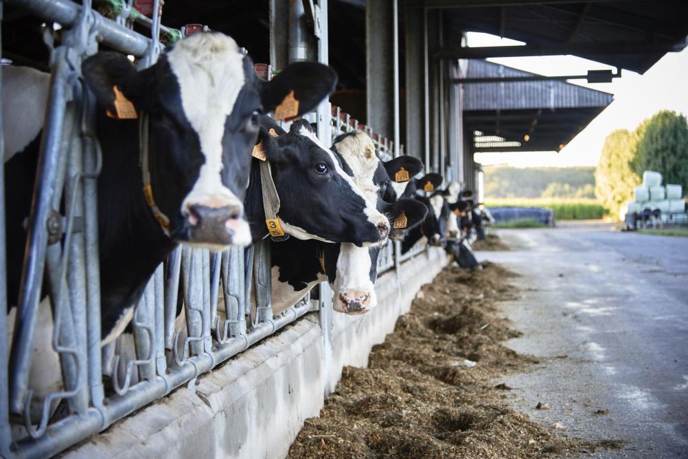 In het onderzoek rond hittestress bij melkvee zal worden ingezet op voedermanagement en opvolging op stalniveau.