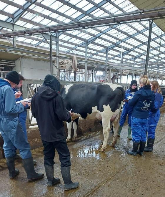 Leerlingen punten melkvee in het kader van Kijk op keuren, in samenwerking met CRV.