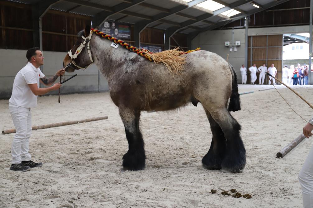 Pol van het Neerveld, een van de 2 goedgekeurde trekpaardhengsten van de bijzondere keuring.