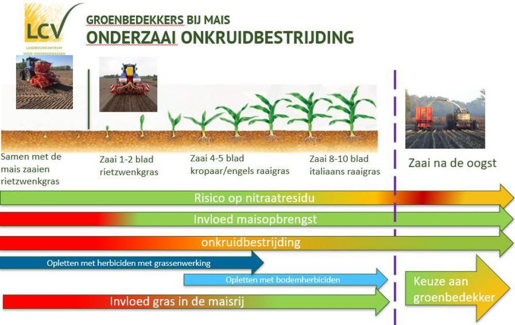 Figuur 1. Techniek van onderzaai in maïs samengevat.