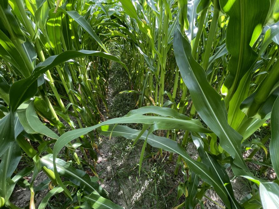 Resultaat van een doorzaai met rietzwenkgras half juli 2023 in Balegem.