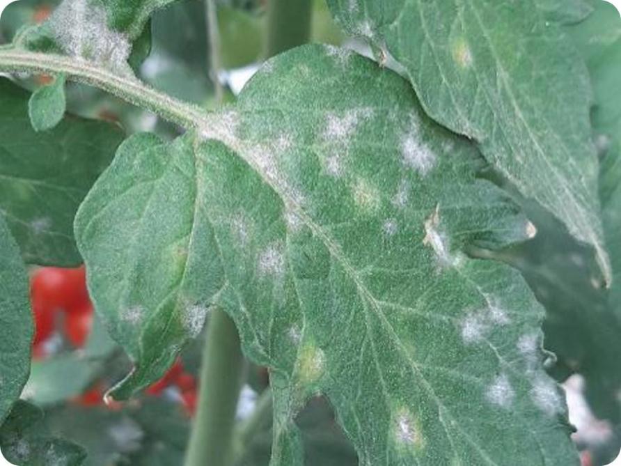 Biofungiciden worden vooral ingezet in specialty crops (fruit, druiven, aardappelen, noten, koffie…) en groenten.