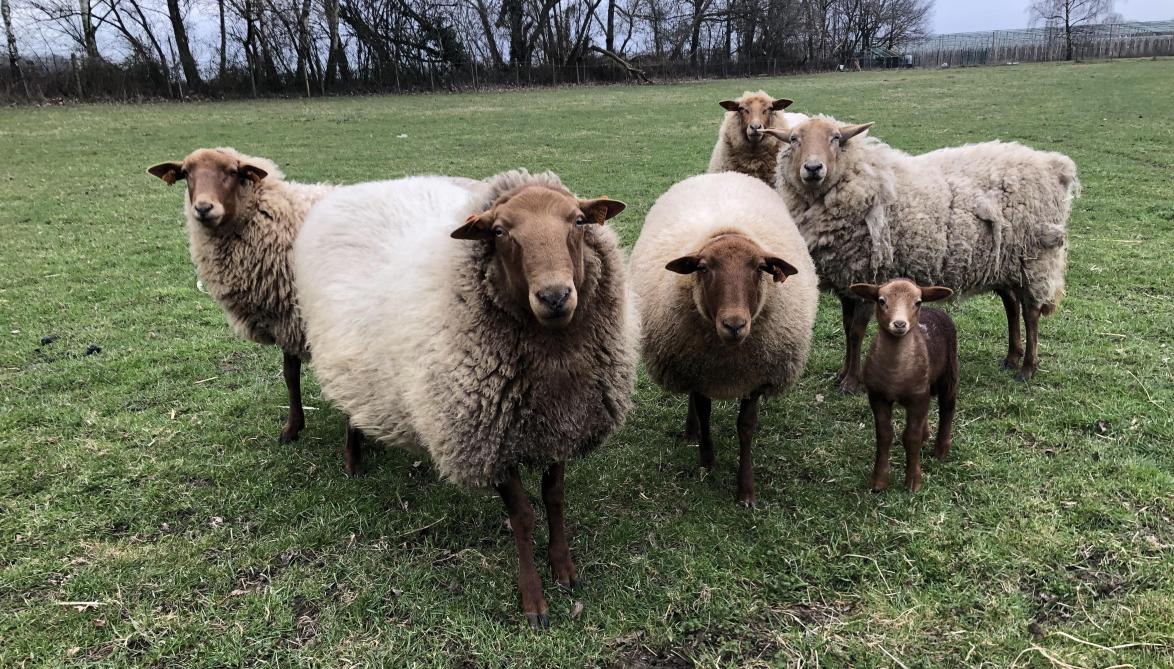 Kudde schapen waarbij 2 schapen een magere ‘body condition score’ vertonen, maar onopgemerkt blijven omwille van de dikke wol.