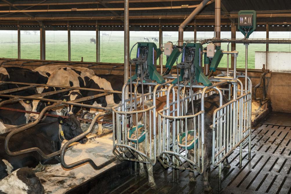 Door de koeienurine direct op te vangen voordat deze de vaste mest raakt, wordt de vorming van ammoniak grotendeels voorkomen.