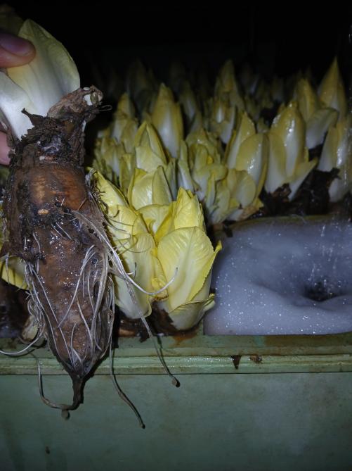 Serenade ASO heeft niet hetzelfde effect in stromend water als in stilstaand water. De aanwezigheid van phytophthora is te zien aan de slijmvorming tussen de haarwortels.