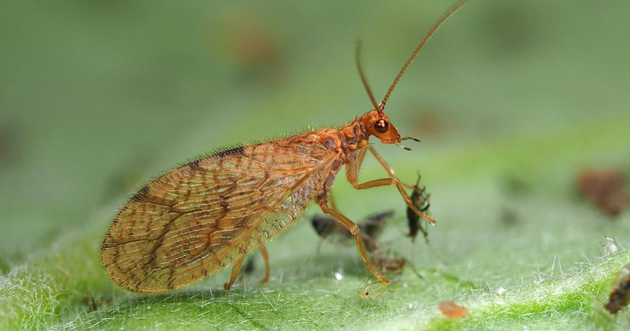 De bruine gaasvlieg Micromus angulatus verorbert een bladluis.