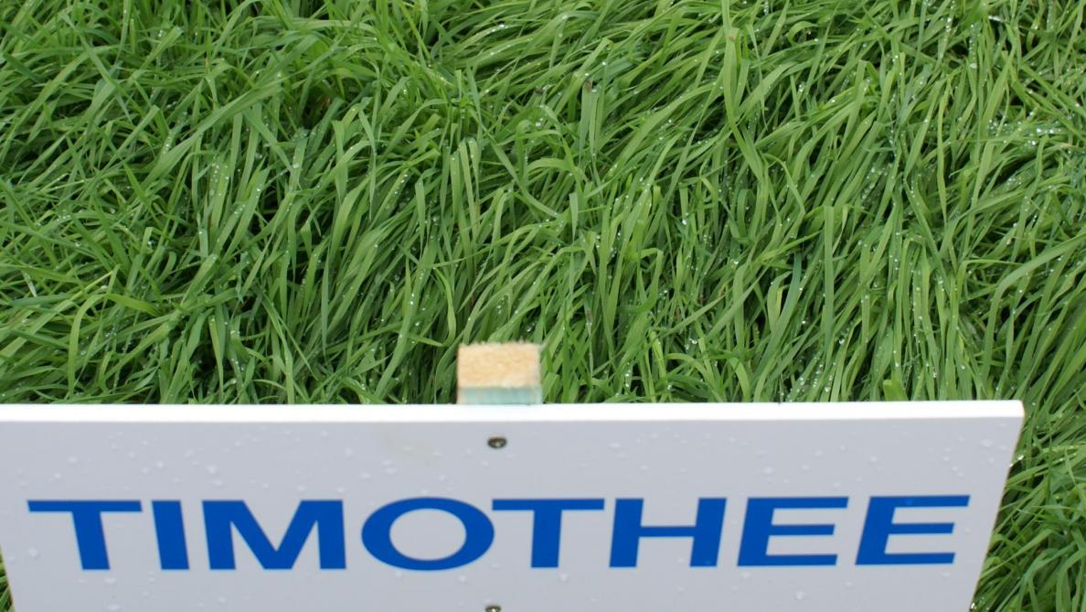 Grassoorten zoals timothee, veldbeemdgras en beemdlangbloem worden bijgemengd in complexe mengsels.